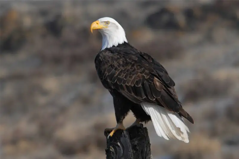 Eagles in New Mexico