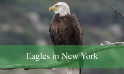 4 Types of Eagles in New York (With Pictures and Identification)