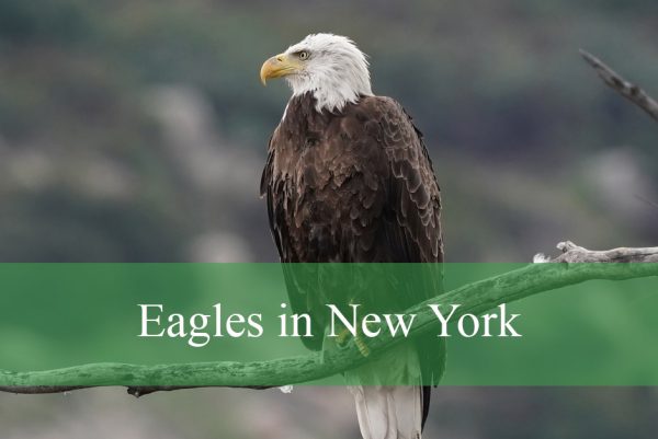 Eagles Found in New York