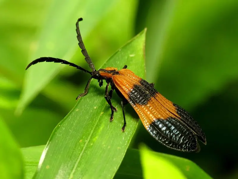 Beetles in North Carolina