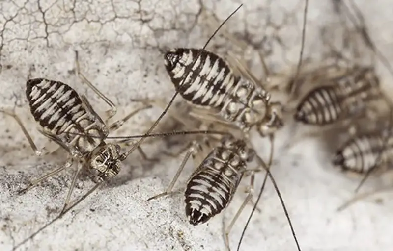 Tiny Bugs in Florida