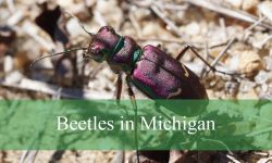 15 Types of Beetles in Michigan (With Pictures and Identification)