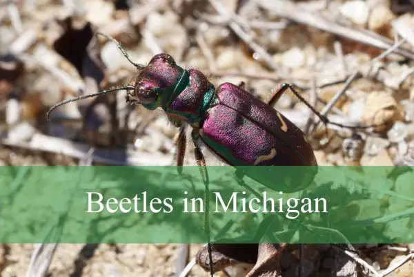 Beetles in Michigan