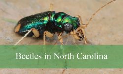 15 Common Beetles in North Carolina (Pictures and Identification)