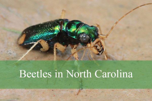 Beetles in North Carolina