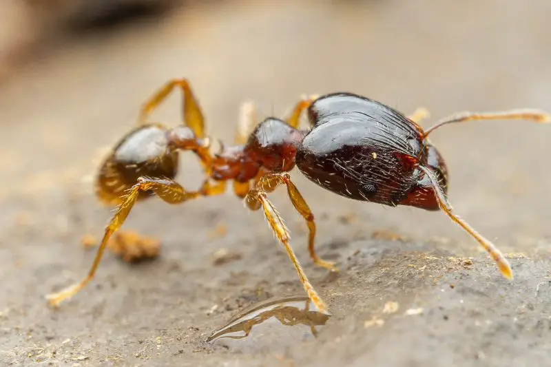Biting Ants in Nevada