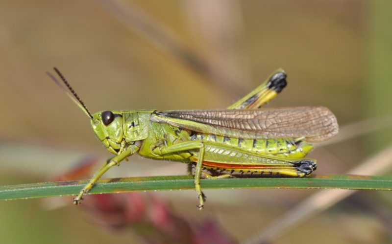Grasshoppers in Utah