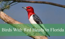 18 Birds With Red Heads in Florida (Pictures and Identification)