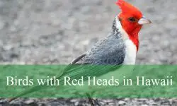 10 Birds with Red Heads in Hawaii (With Pictures and Identification)