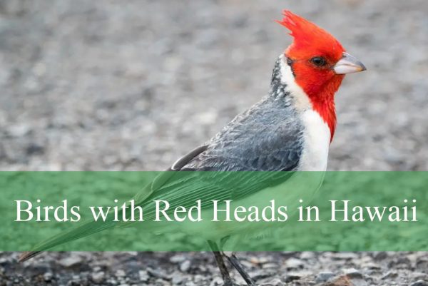 Birds with Red Heads in Hawaii