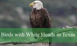 25 Birds with White Heads in Texas (Pictures and Identification)