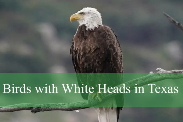 Birds with White Heads in Texas