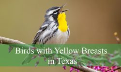 30 Birds with Yellow Breasts in Texas (Pictures and Identification)