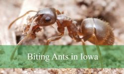 10 Biting Ants in Iowa (With Pictures and Identification)
