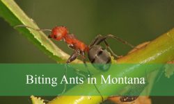 15 Biting Ants in Montana (With Pictures and Identification)