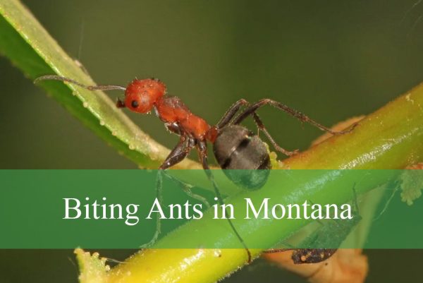 Biting Ants in Montana