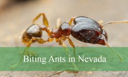 7 Types of Biting Ants in Nevada (With Pictures and Identification)
