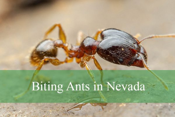 Biting Ants in Nevada