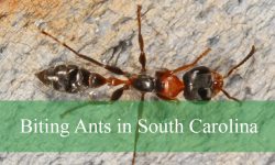 8 Biting Ants in South Carolina (With Pictures and Identification)