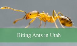 7 Types of Biting Ants in Utah (With Pictures and Identification)
