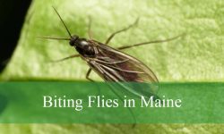 10 Biting Flies in Maine (With Pictures and Identification)