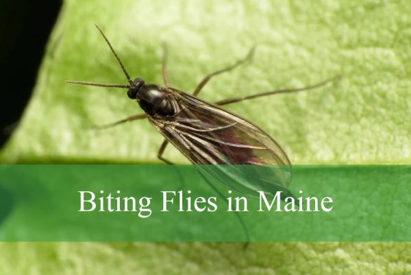 Biting Flies in Maine