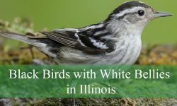 5 Small Black Birds with White Bellies in Illinois (With Pictures)