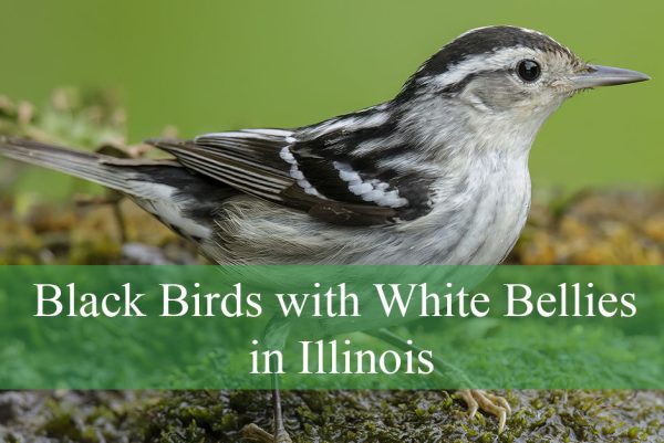 Black Birds with White Bellies in Illinois