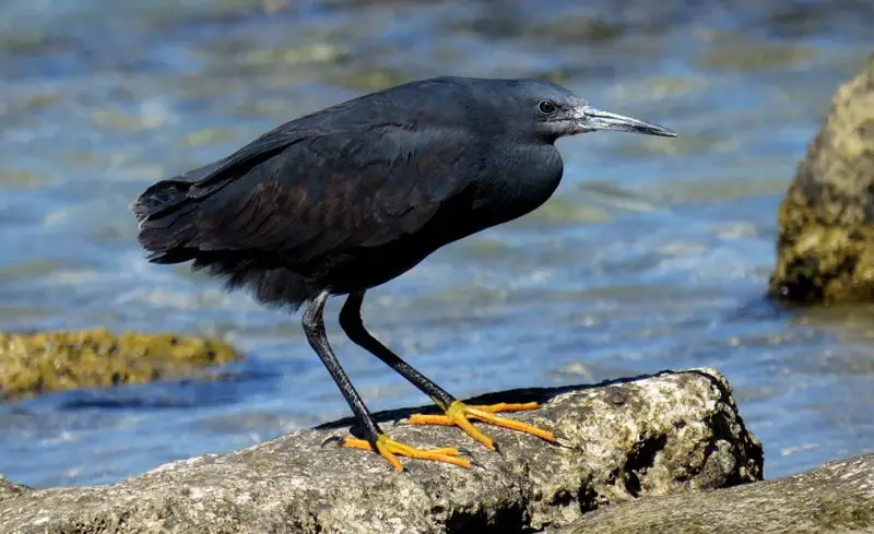 Herons in Georgia