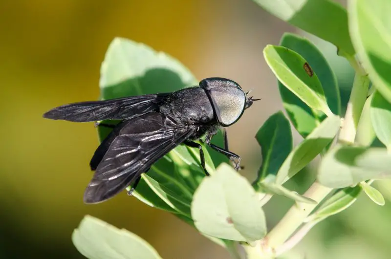 Dangerous Bugs in Idaho