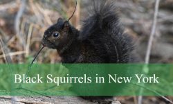 Secrets About Black Squirrels in New York No One Tells You