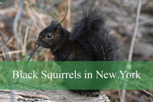 Black Squirrels in New York