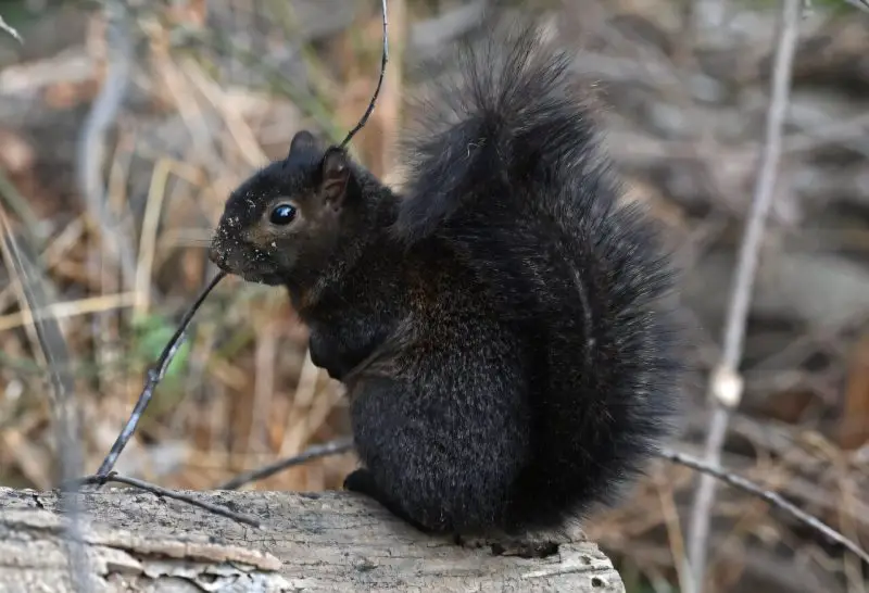 Black Squirrels in New York