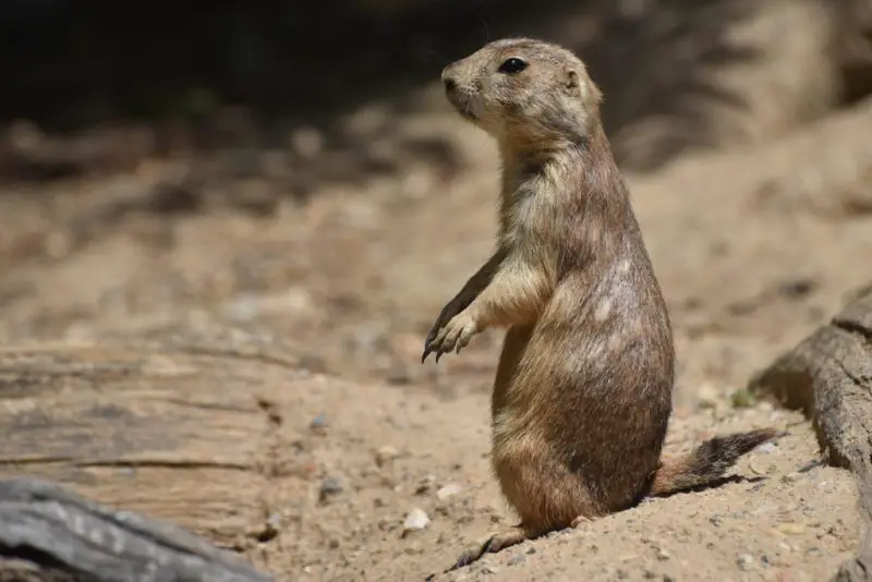 Prairie Dogs in Arizona