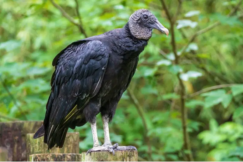 Vultures in Mississippi