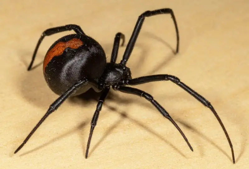 Dangerous Bugs in Alabama