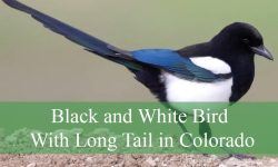 Identify Black and White Bird With Long Tail in Colorado