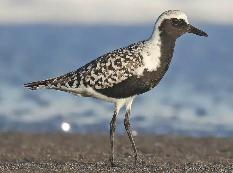 Plovers in Florida