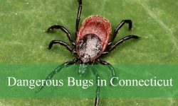 15 Most Dangerous Bugs in Connecticut (Pictures and ID Guide)