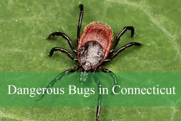 Dangerous Bugs in Connecticut