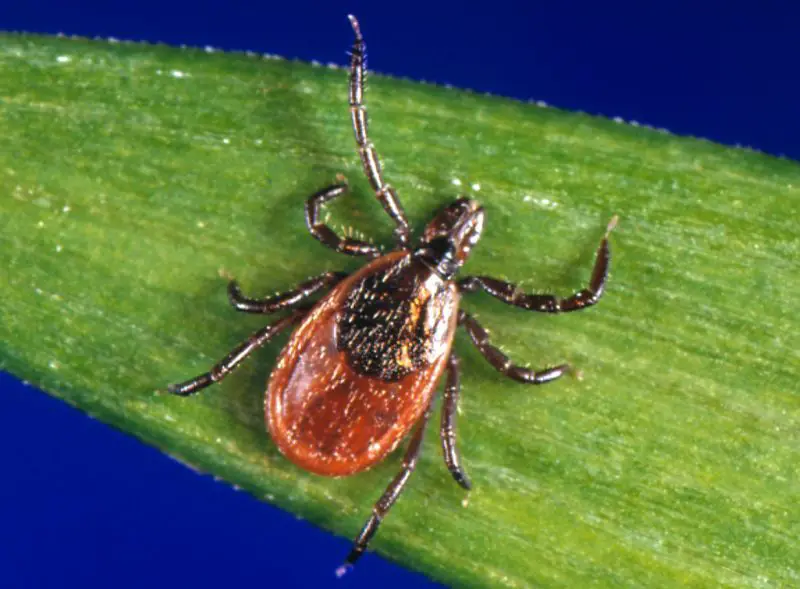 Dangerous Bugs in Ohio