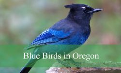 17 Stunning Blue Birds in Oregon (Pictures and Identification)