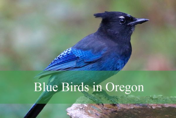 Blue Birds in Oregon