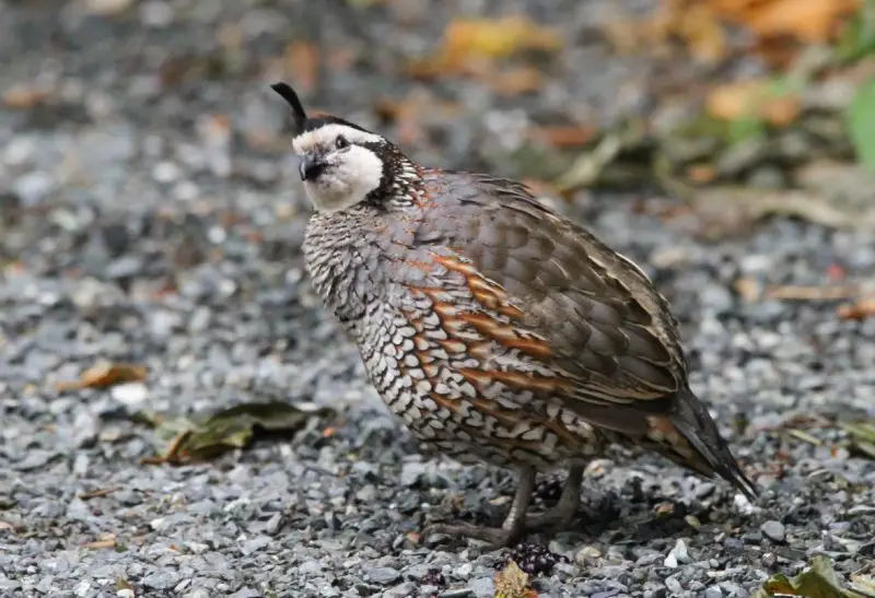 Quail in Alabama