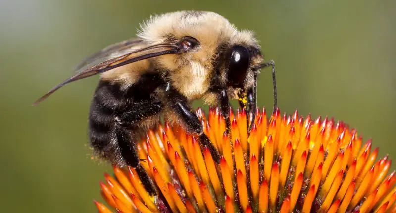 Types of Bees in Florida