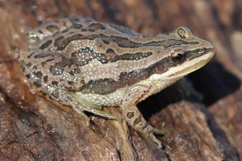 Frogs in Illinois