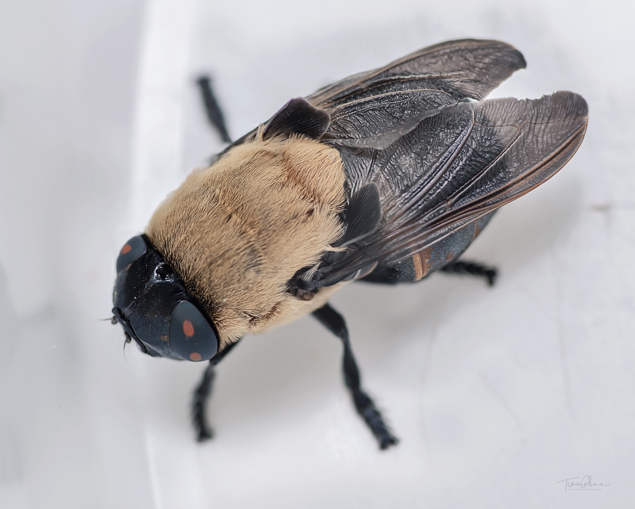 Dangerous Bugs in Idaho
