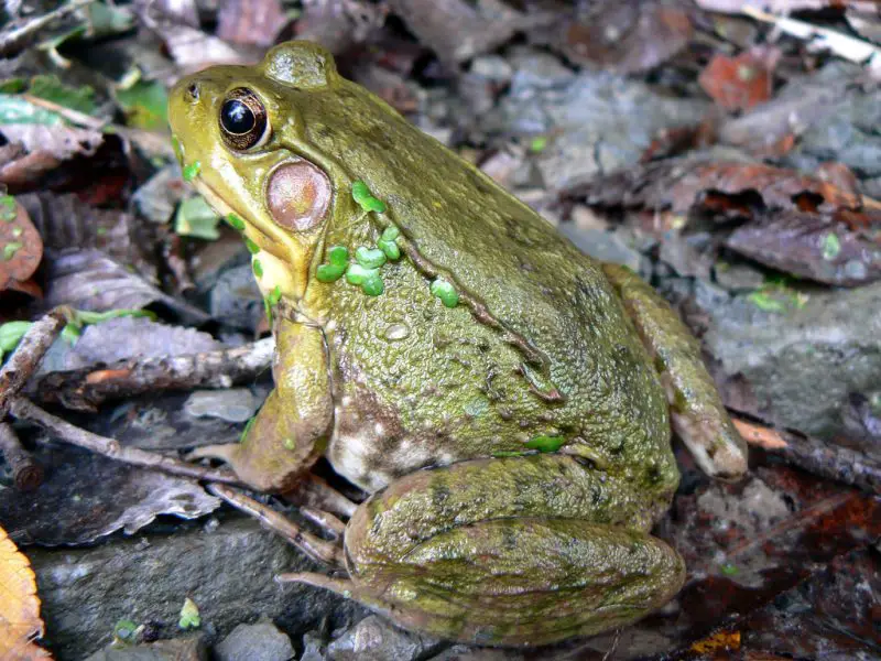 Frogs in Florida