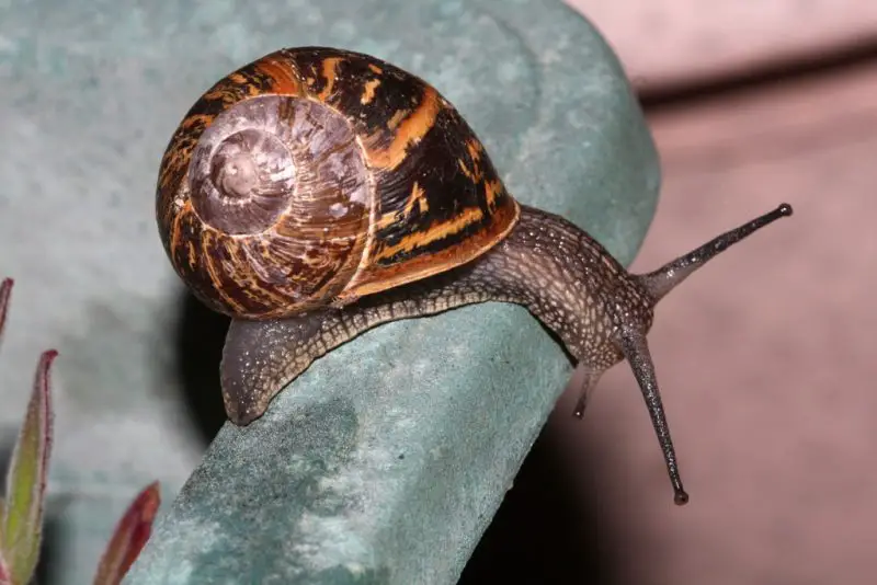 Invasive Snails and Slugs in Hawaiʻi