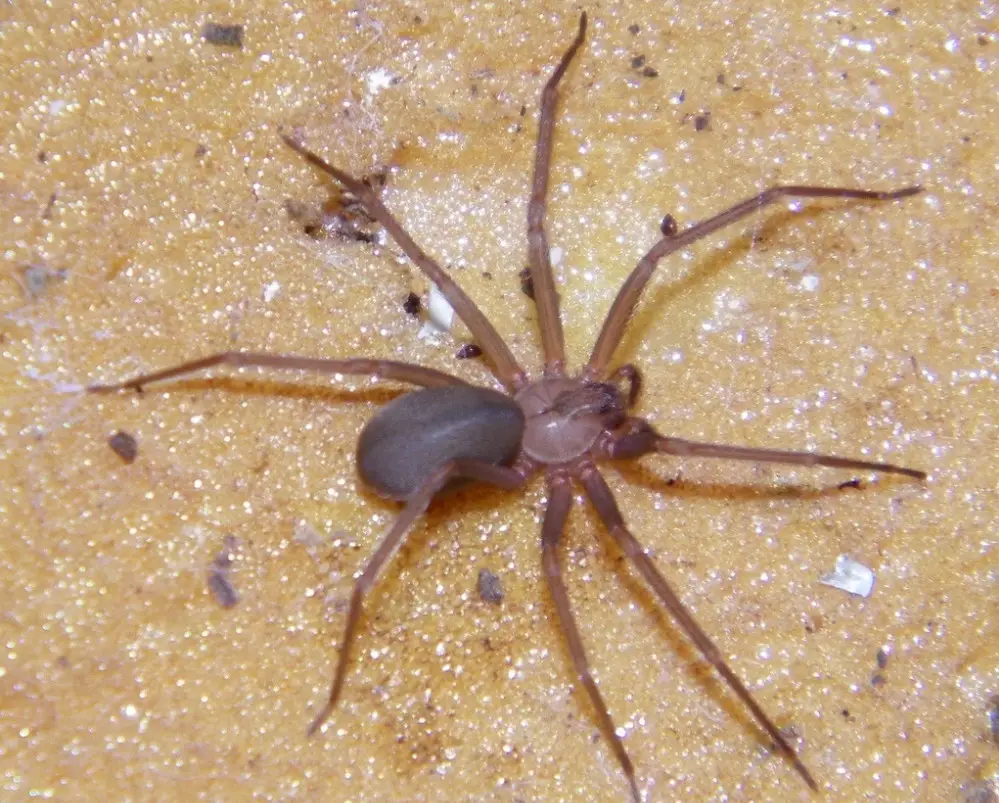 Dangerous Bugs Found in Tennessee